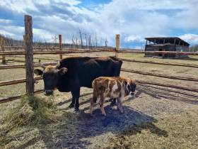 В День сайылыка в Намском улусе открыли научный центр репродукции генофонда якутского скота