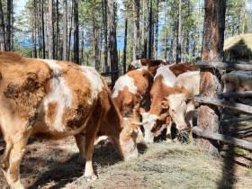 Паводок-2022. В селе Хоточчу Хангаласского района Якутии - режим повышенной готовности