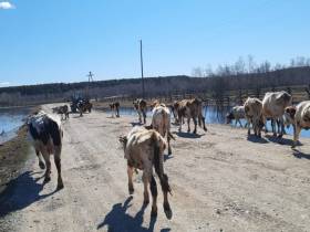 Паводок-2022. В селе Хоточчу Хангаласского района Якутии - режим повышенной готовности