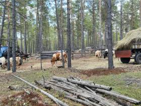 Паводок-2022. В селе Хоточчу Хангаласского района Якутии - режим повышенной готовности