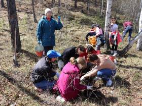 В Якутии восстанавливают популяцию лилии пенсильванской