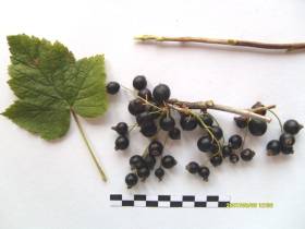 Мария Черткова - основоположник развития северного садоводства