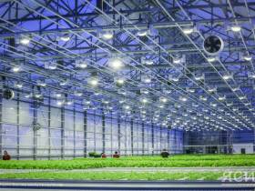 ВЭБ.РФ: Тепличный комплекс «Саюри» вышел на проектные мощности производства