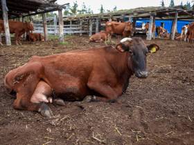 В День России президент страны вручит звезду Героя Труда прославленному якутскому дояру