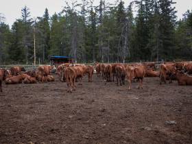 В День России президент страны вручит звезду Героя Труда прославленному якутскому дояру