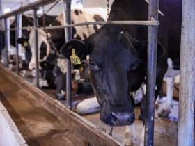 Глава Якутии отметил необходимость поддержки совхоза "Новый" в Мирнинском районе