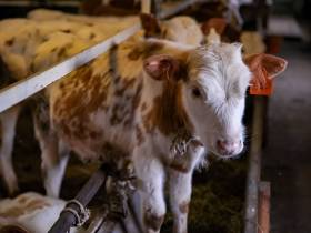 "Таких людей надо поддерживать". Глава Якутии о сунтарском предпринимателе Нине Герасимовой