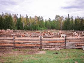 "Таких людей надо поддерживать". Глава Якутии о сунтарском предпринимателе Нине Герасимовой