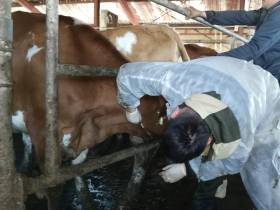 Животноводческий комплекс СХПК «Мындагай»в Чурапчинском районе оздоровлен от бруцеллеза