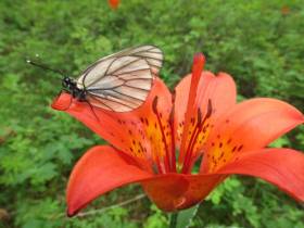 8 интересных фактов об особо охраняемых природных территориях Якутии