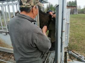 В якутском питомнике «Усть-Буотама» провели корализацию лесных бизонов
