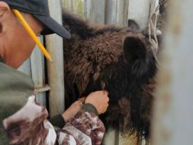 В якутском питомнике «Усть-Буотама» провели корализацию лесных бизонов