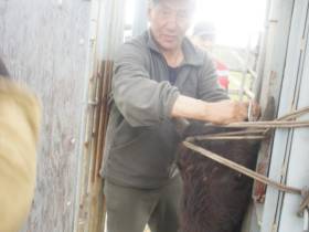 В якутском питомнике «Усть-Буотама» провели корализацию лесных бизонов