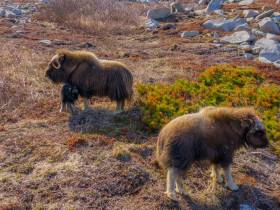 У якутских овцебыков, завезенных на остров Завьялова, появилось пополнение