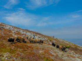 У якутских овцебыков, завезенных на остров Завьялова, появилось пополнение