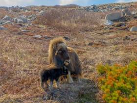 У якутских овцебыков, завезенных на остров Завьялова, появилось пополнение