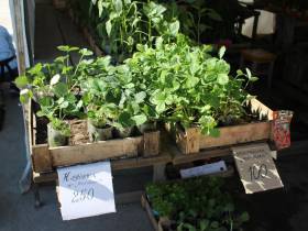 Обзор цен на рассаду, фрукты, овощи, мясо, рыбу на Крестьянском рынке Якутска