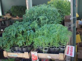 Обзор цен на рассаду, фрукты, овощи, мясо, рыбу на Крестьянском рынке Якутска