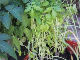 Обзор цен на рассаду, фрукты, овощи, мясо, рыбу на Крестьянском рынке Якутска