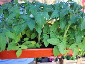 Обзор цен на рассаду, фрукты, овощи, мясо, рыбу на Крестьянском рынке Якутска