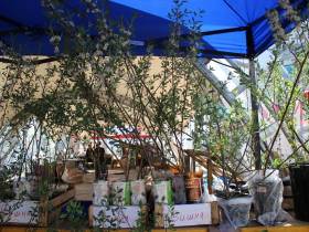 Обзор цен на рассаду, фрукты, овощи, мясо, рыбу на Крестьянском рынке Якутска