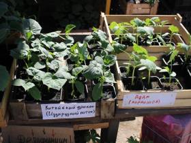 Обзор цен на рассаду, фрукты, овощи, мясо, рыбу на Крестьянском рынке Якутска