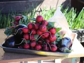 Обзор цен на рассаду, фрукты, овощи, мясо, рыбу на Крестьянском рынке Якутска