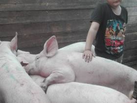 Фермеры из Чурапчинского района рассказали, как создали семейное хозяйство с нуля благодаря грантам