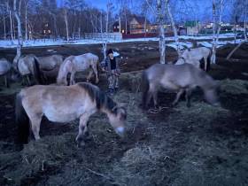 Фермеры из Чурапчинского района рассказали, как создали семейное хозяйство с нуля благодаря грантам