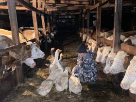 Фермеры из Чурапчинского района рассказали, как создали семейное хозяйство с нуля благодаря грантам