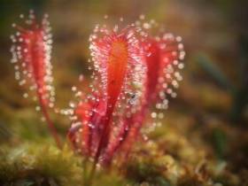 Эффективность защиты растений из Красной книги РФ предложили повысить