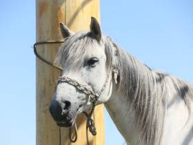 В Якутске состоялась церемония открытия Ысыаха Туймаады — 2022