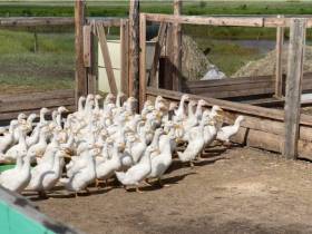 В Амгинском районе будут заниматься пчеловодством и построят зернохранилище