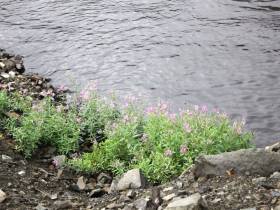 «Якутуголь» сокращает экологические риски