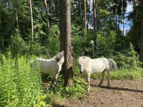 Якутский коневод, начавший свой путь из Оймякона, прибыл в Москву