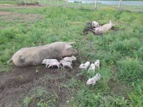 Остался без работы и занялся фермерством: житель Амгинского района с нуля создал свиноферму