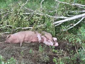 Остался без работы и занялся фермерством: житель Амгинского района с нуля создал свиноферму