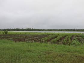 В подземной теплице фермерша из Сунтара выращивает огурцы