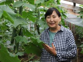 В подземной теплице фермерша из Сунтара выращивает огурцы