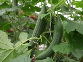 В подземной теплице фермерша из Сунтара выращивает огурцы