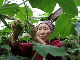 Около 30 лет жительница Сунтарского района выращивает огурцы в подземной теплице