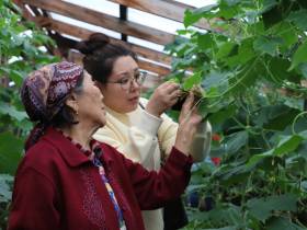 Около 30 лет жительница Сунтарского района выращивает огурцы в подземной теплице