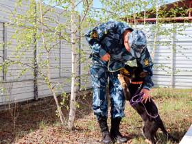 Щенков из Иркутской области готовят к несению разыскной службы в Якутии