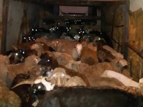 В Якутии пресекли незаконную перевозку баранов