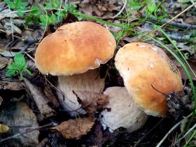 Топ-10: рейтинг самых популярных грибов Якутии