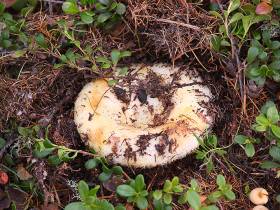 Топ-10: рейтинг самых популярных грибов Якутии