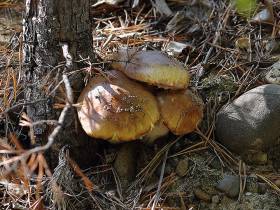 Топ-10: рейтинг самых популярных грибов Якутии