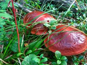 Топ-10: рейтинг самых популярных грибов Якутии