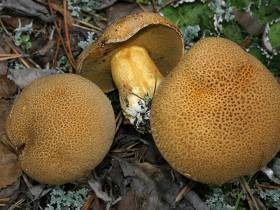 Топ-10: рейтинг самых популярных грибов Якутии