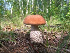 Топ-10: рейтинг самых популярных грибов Якутии